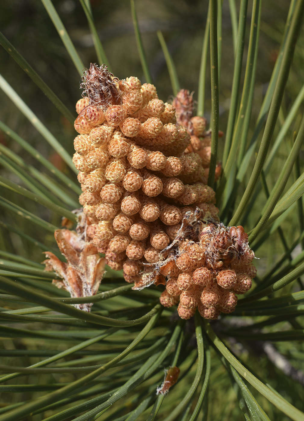 Изображение особи Pinus pinaster.