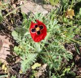 Glaucium corniculatum