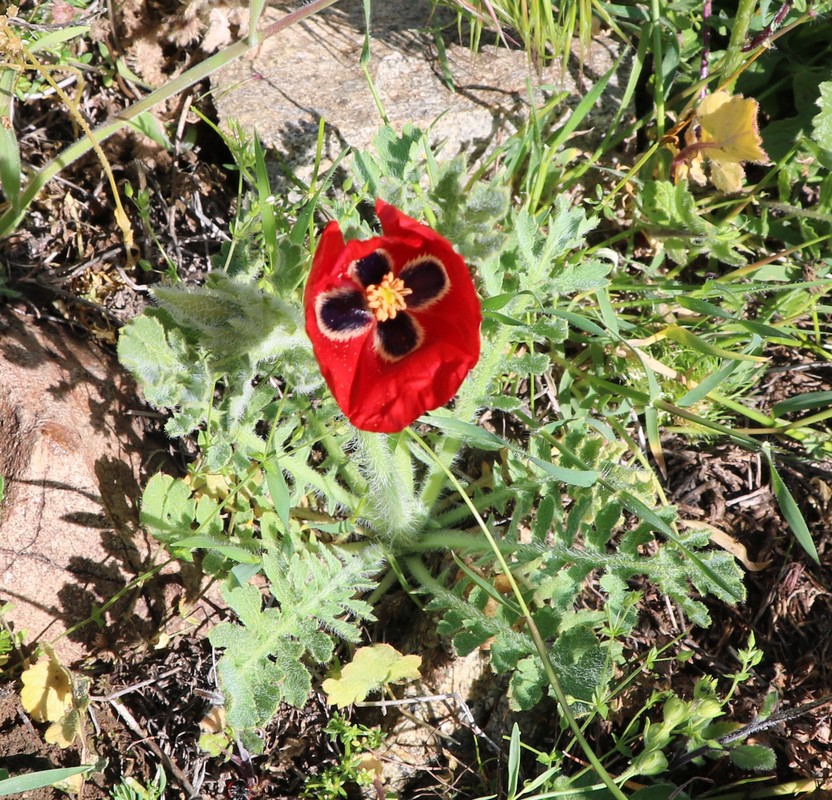 Изображение особи Glaucium corniculatum.