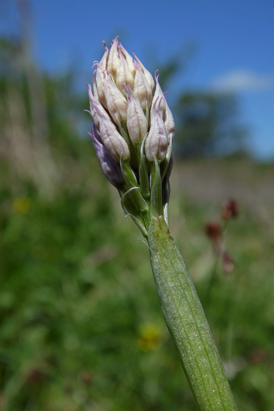 Изображение особи Neotinea tridentata.