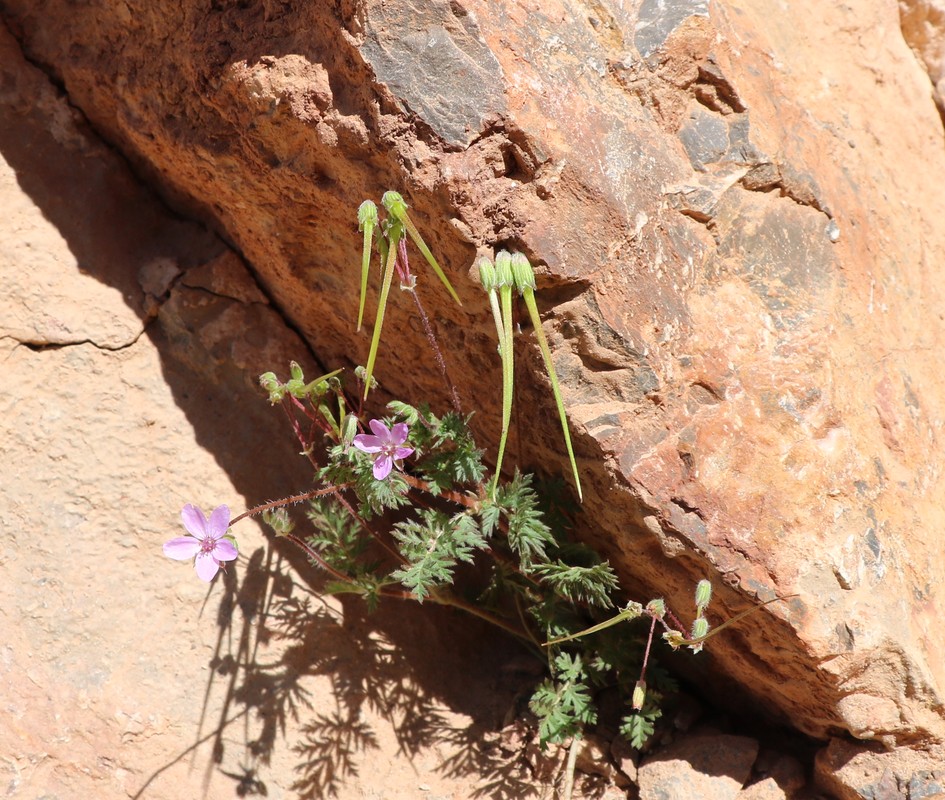 Image of genus Erodium specimen.