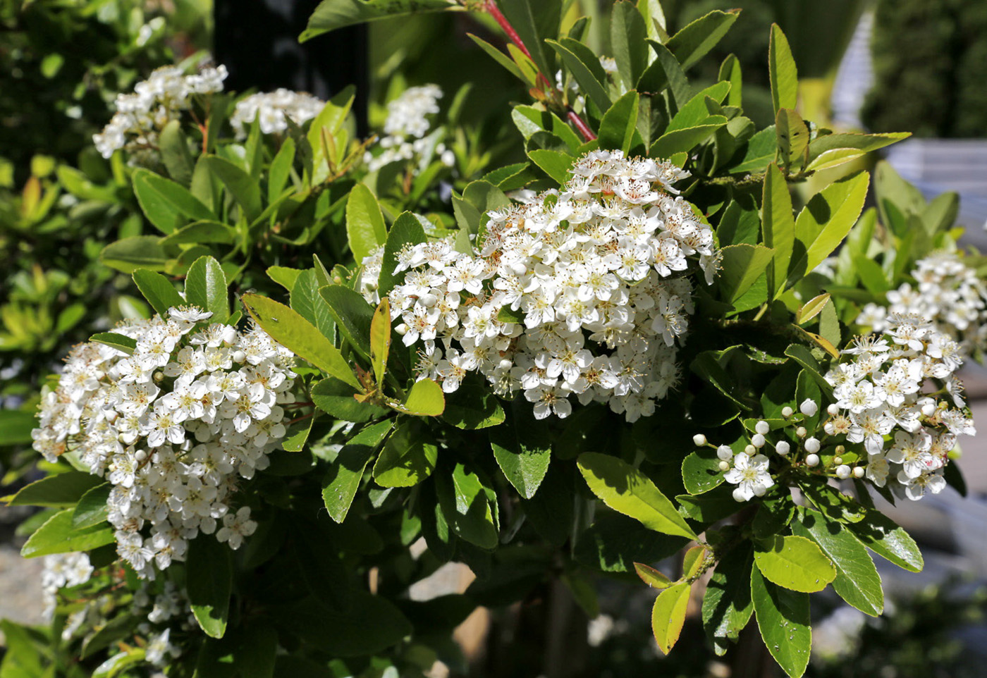 Изображение особи род Pyracantha.