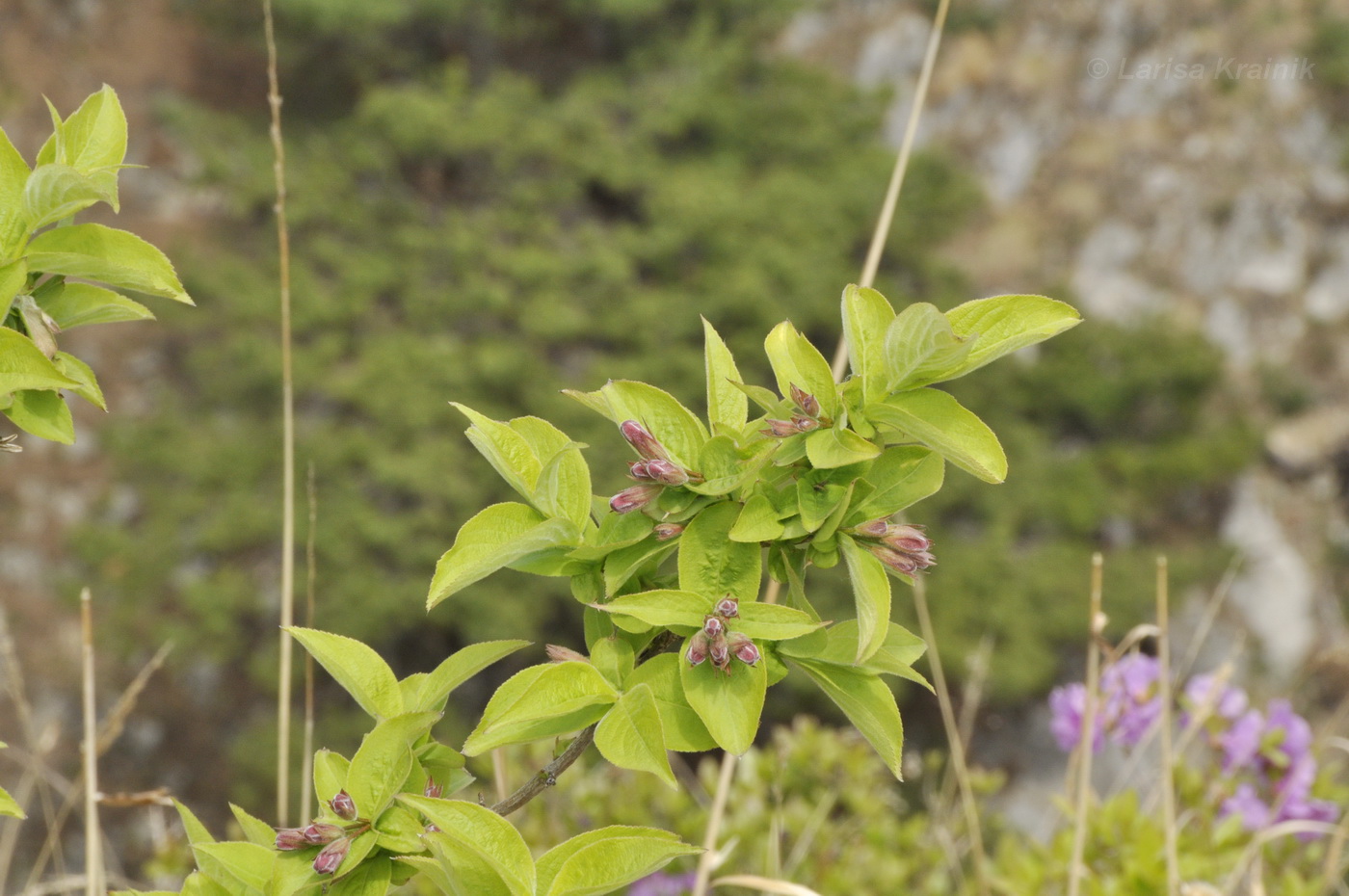 Image of Weigela praecox specimen.