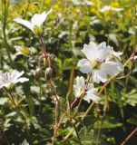 Geranium albiflorum