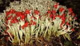 Cladonia coccifera. Слоевище с плодовыми телами. Республика Карелия, Лахденпохский р-н, поляна в хвойном мелколесье на каменистом склоне.окр. пос. Ихала. 02.07.2010.