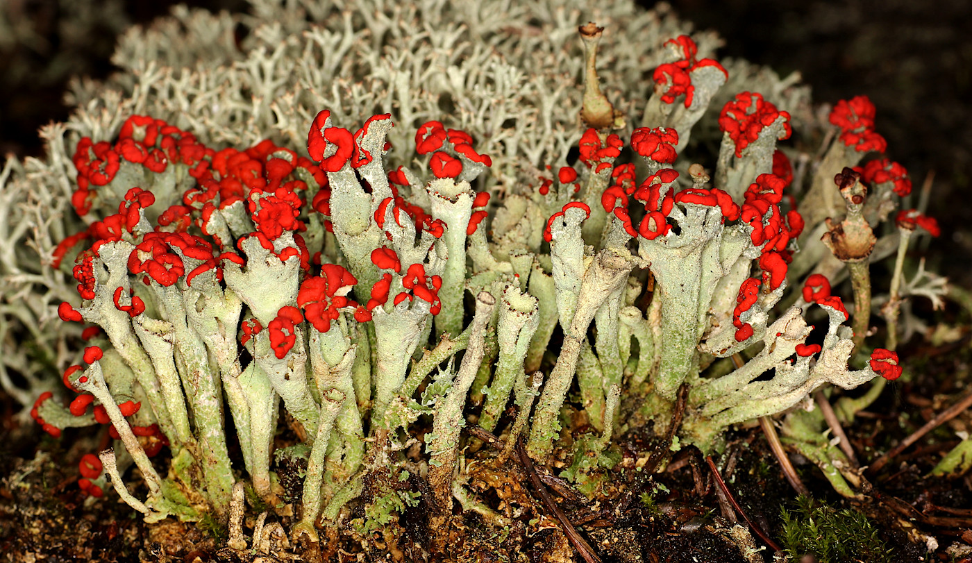 Image of Cladonia coccifera specimen.