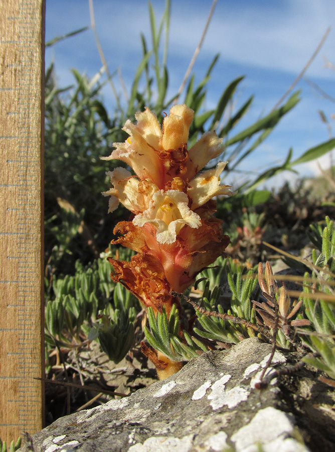 Image of Orobanche centaurina specimen.