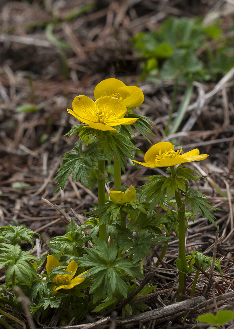 Изображение особи Trollius ranunculinus.