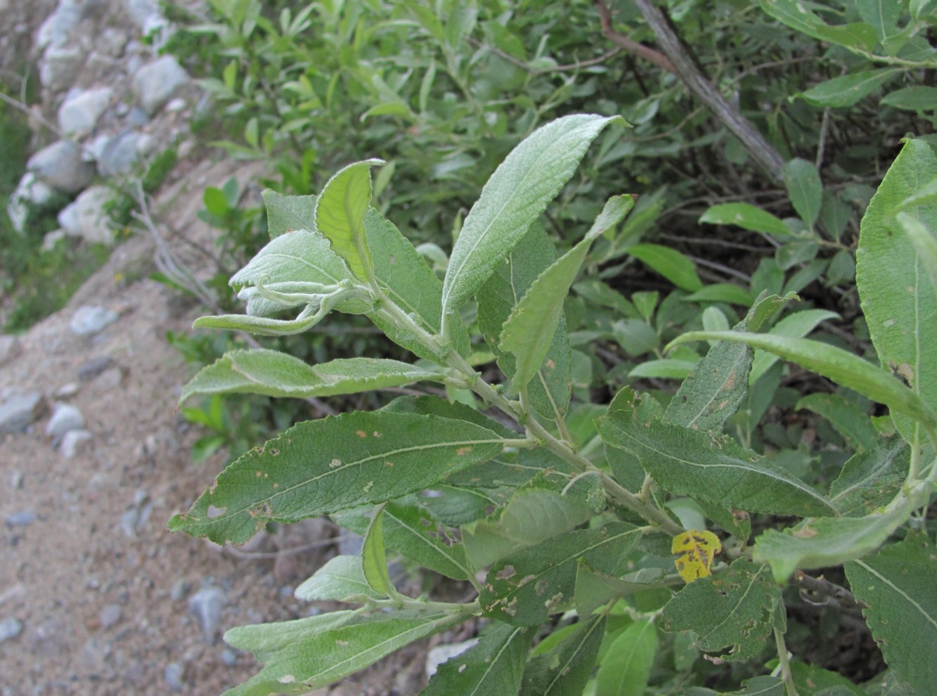 Изображение особи Salix cinerea.