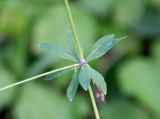 Galium sylvaticum. Мутовка листьев в средней части побега. Германия, Нижняя Саксония, окр. поселения Брюгген, опушка кленово-буково-ясеневого леса. 17.07.2019.