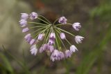 Allium rubens