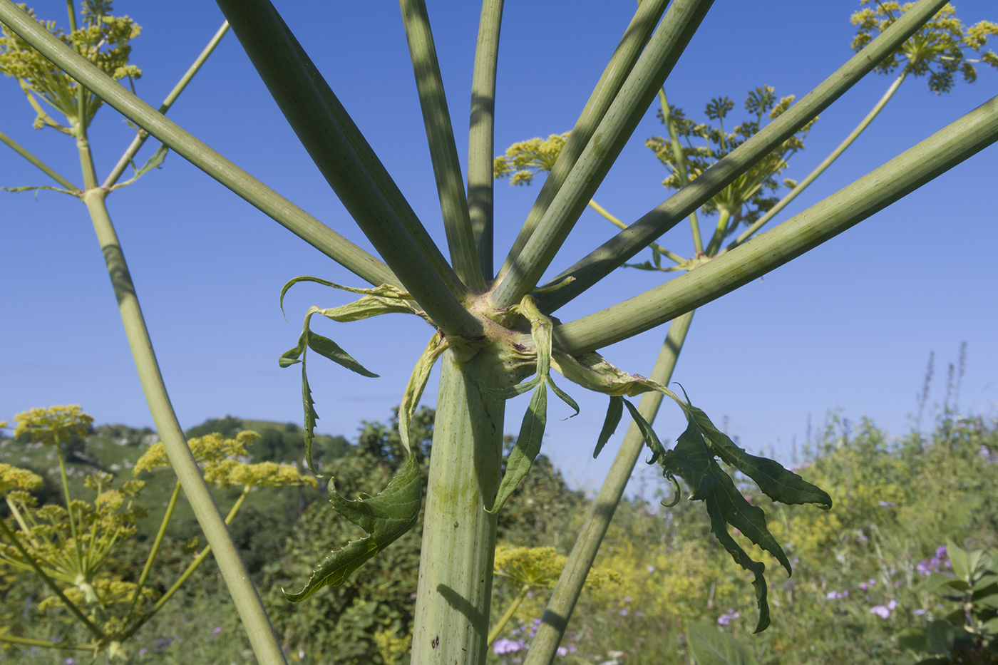 Image of Angelica tatianae specimen.