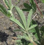 Potentilla recta