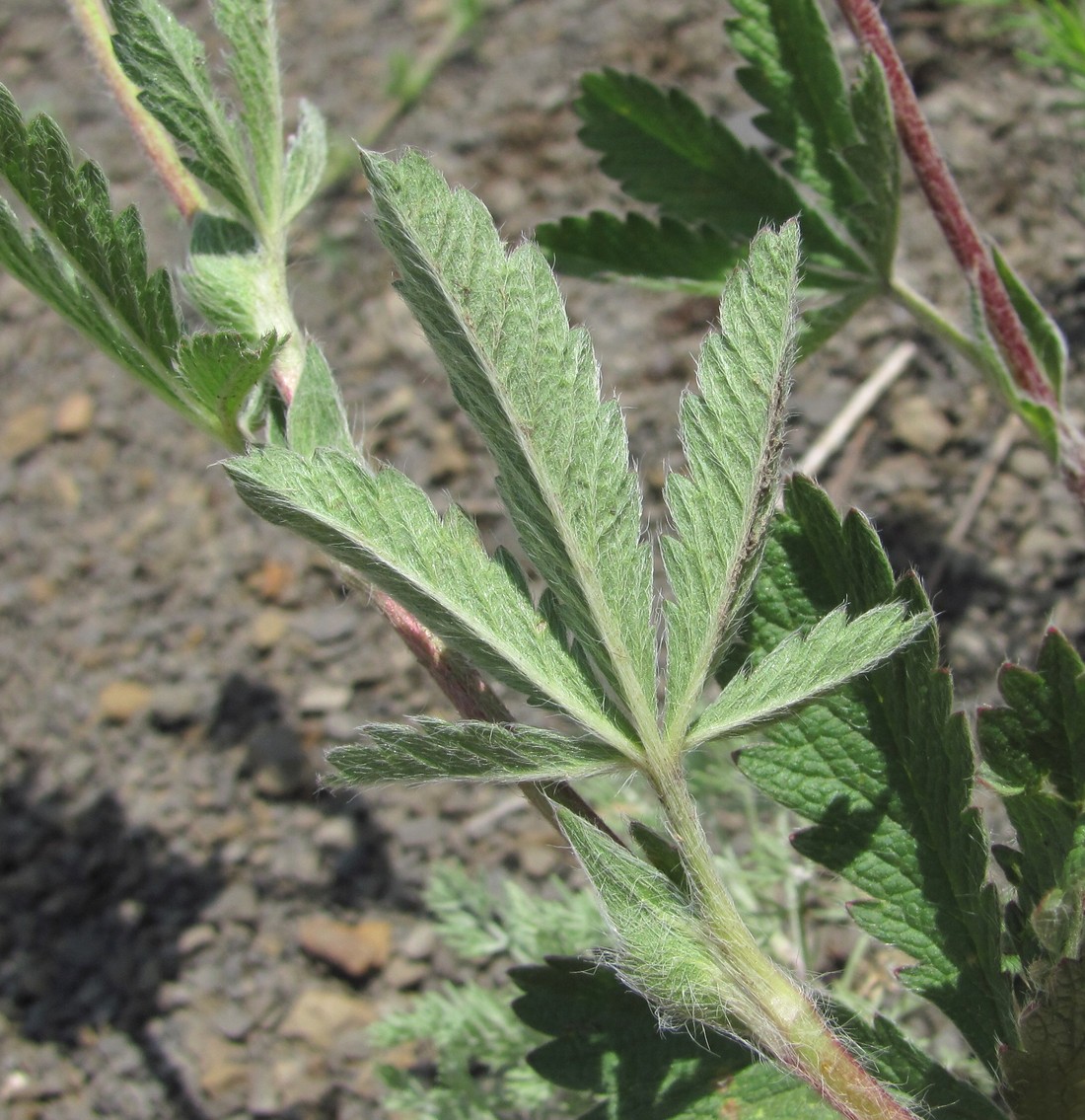 Image of Potentilla recta specimen.