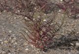 Salicornia perennans