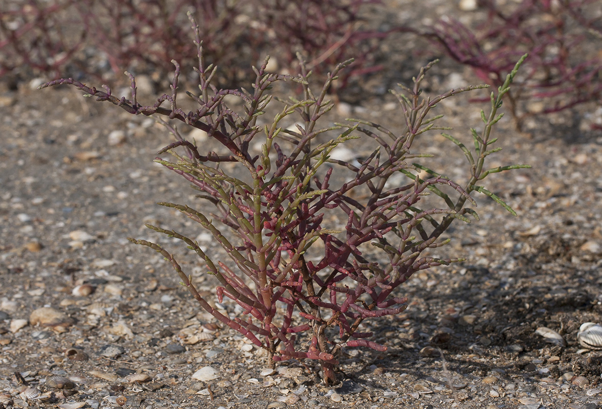 Изображение особи Salicornia perennans.