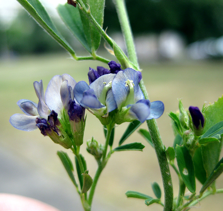 Изображение особи Medicago × varia.