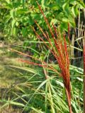 Miscanthus sinensis