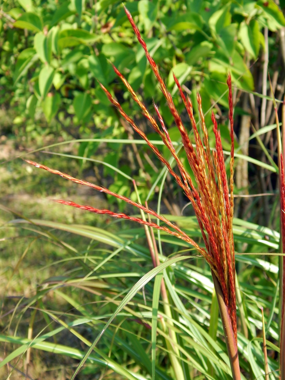 Изображение особи Miscanthus sinensis.