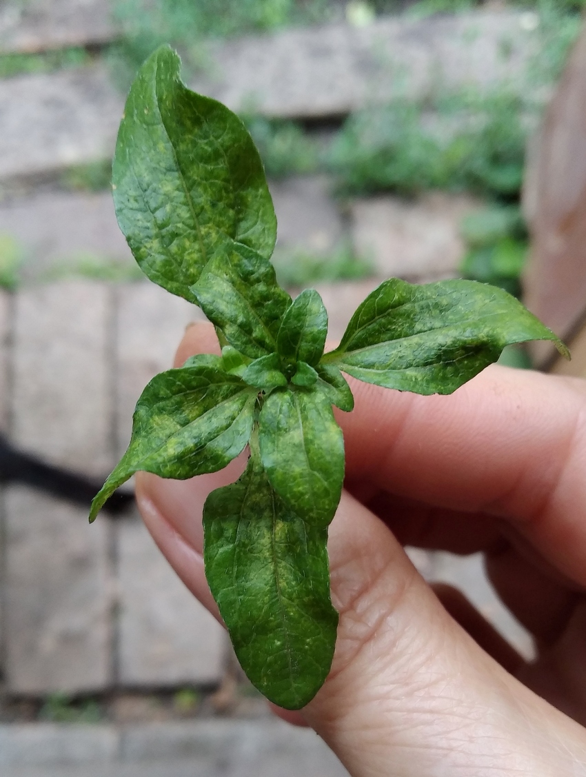 Изображение особи Sanvitalia procumbens.