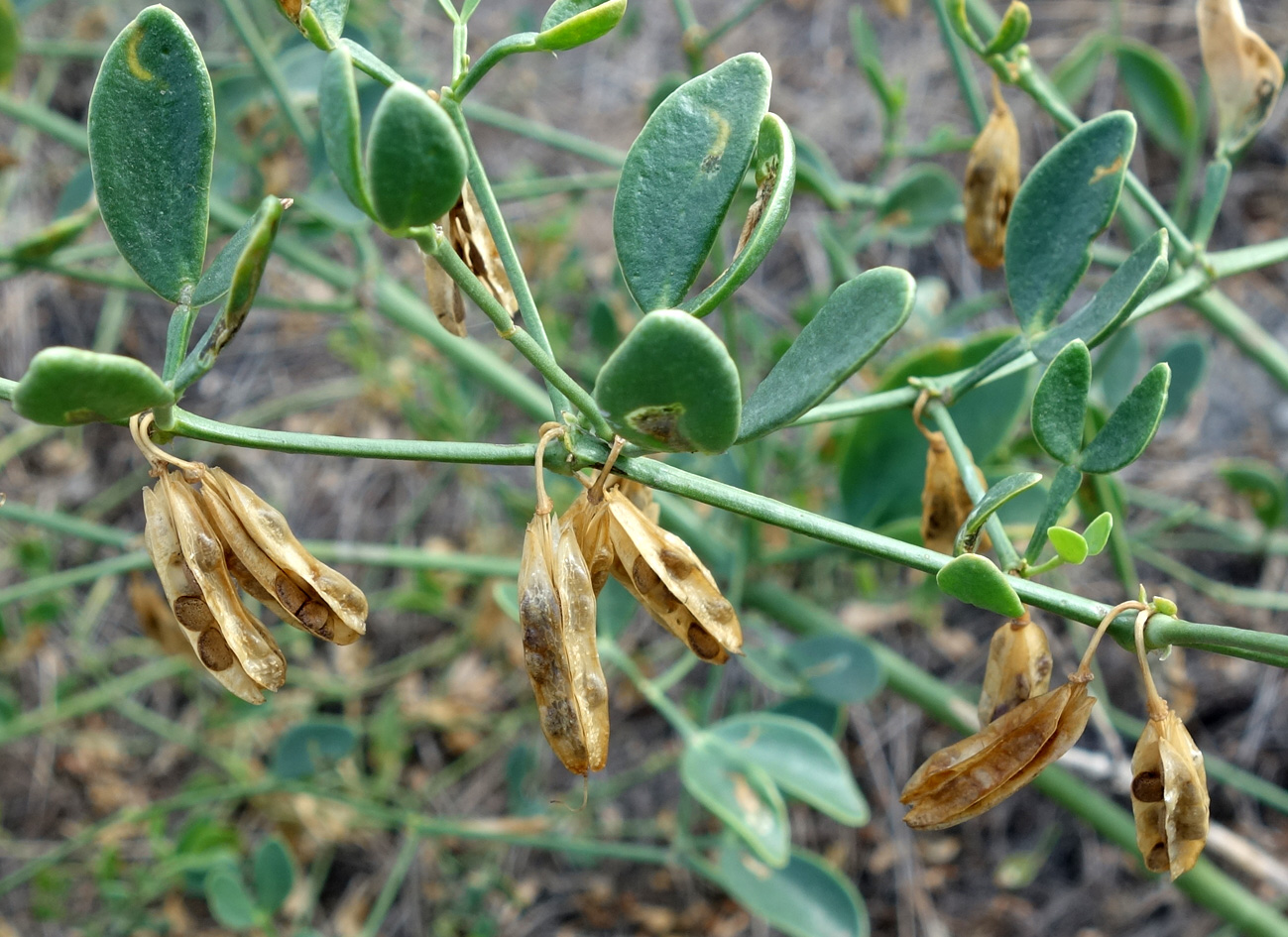 Изображение особи Zygophyllum fabago.