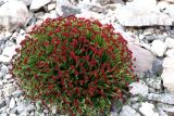 Rhodiola coccinea