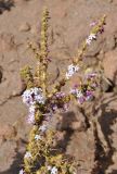 Junellia seriphioides