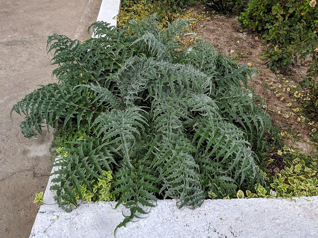 Изображение особи Cynara scolymus.