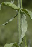 Cerastium davuricum