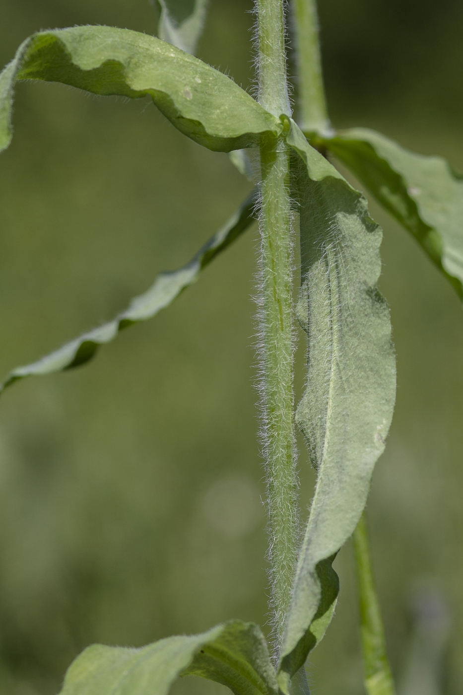 Image of Cerastium davuricum specimen.