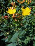 род Hypericum