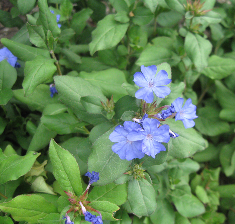 Image of Ceratostigma plumbaginoides specimen.