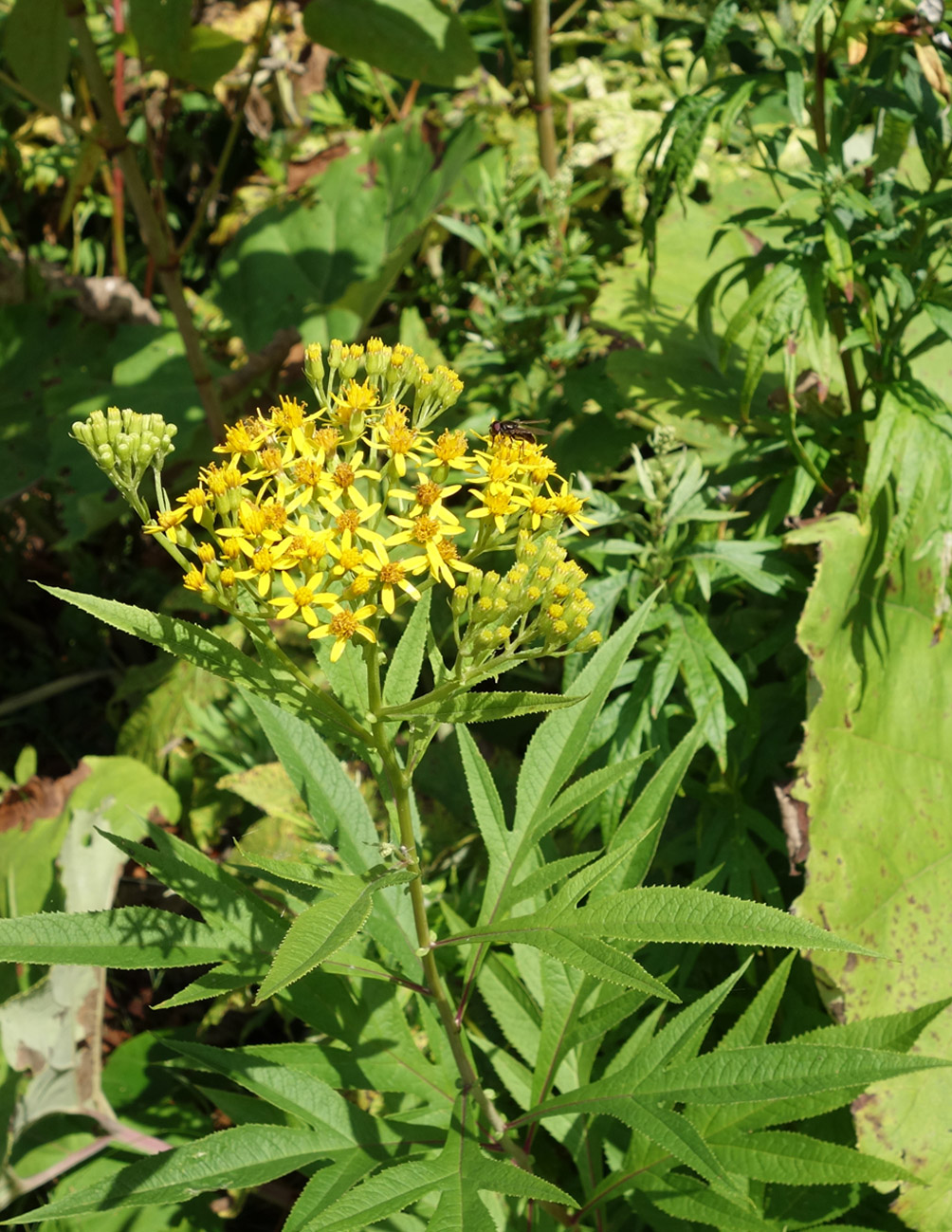 Image of Senecio cannabifolius specimen.