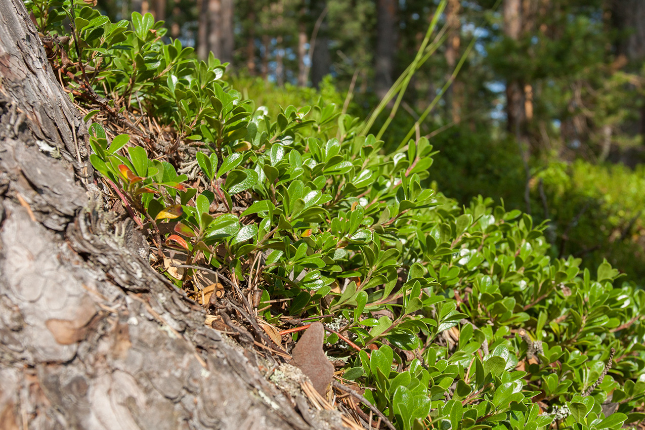 Image of Arctostaphylos uva-ursi specimen.