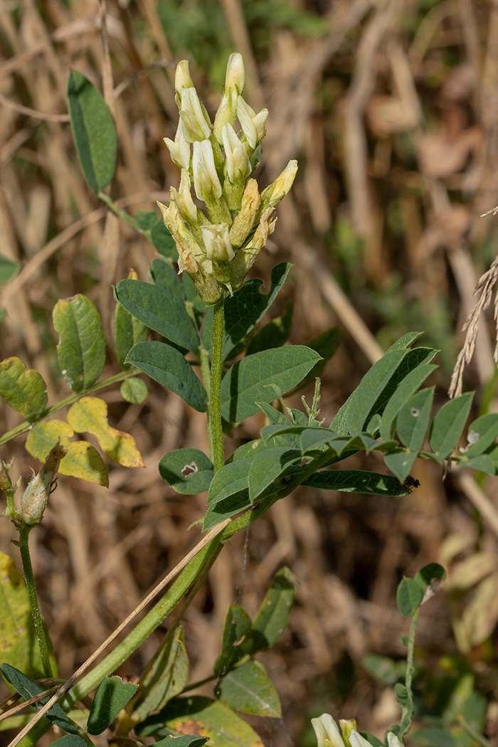 Изображение особи Astragalus cicer.