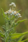 Achillea salicifolia