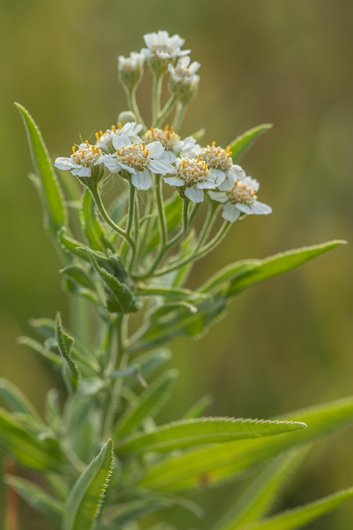 Изображение особи Achillea salicifolia.