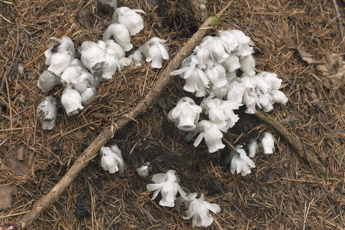Image of Monotropastrum humile specimen.