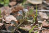 Lysimachia nummularia. Верхушка побега. Костромская обл., окраина г. Кострома, долина р. Солонка. 21.04.2016.