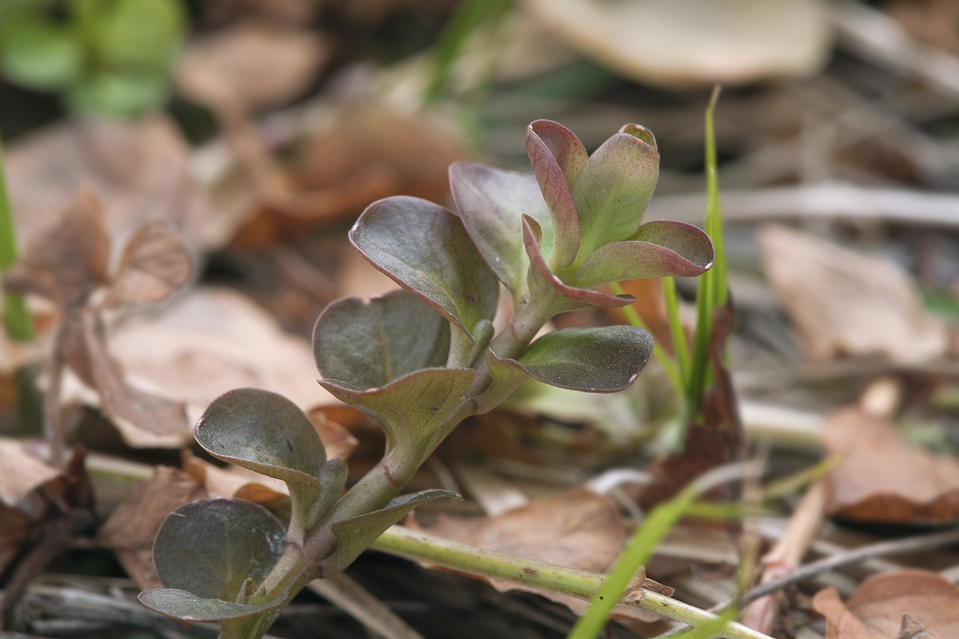 Изображение особи Lysimachia nummularia.