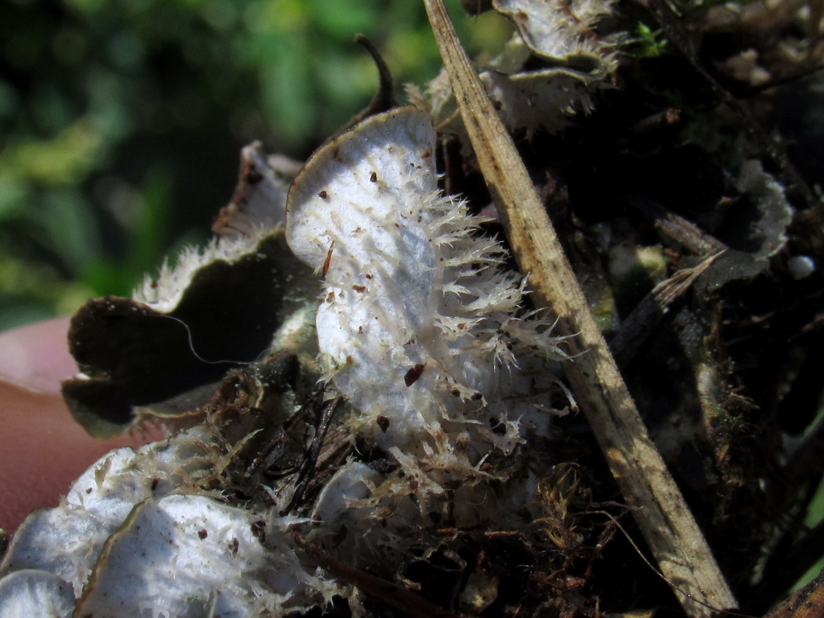 Image of Peltigera didactyla specimen.