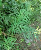 Heracleum sibiricum