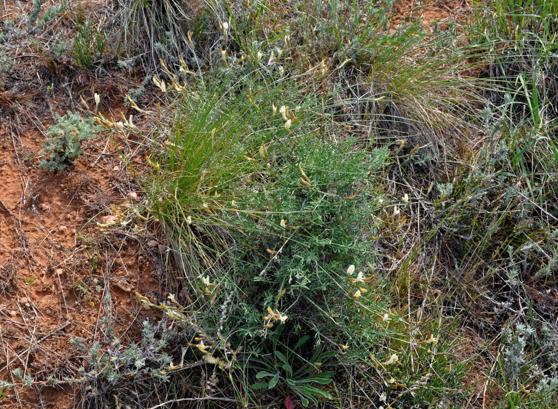 Изображение особи Astragalus ucrainicus.