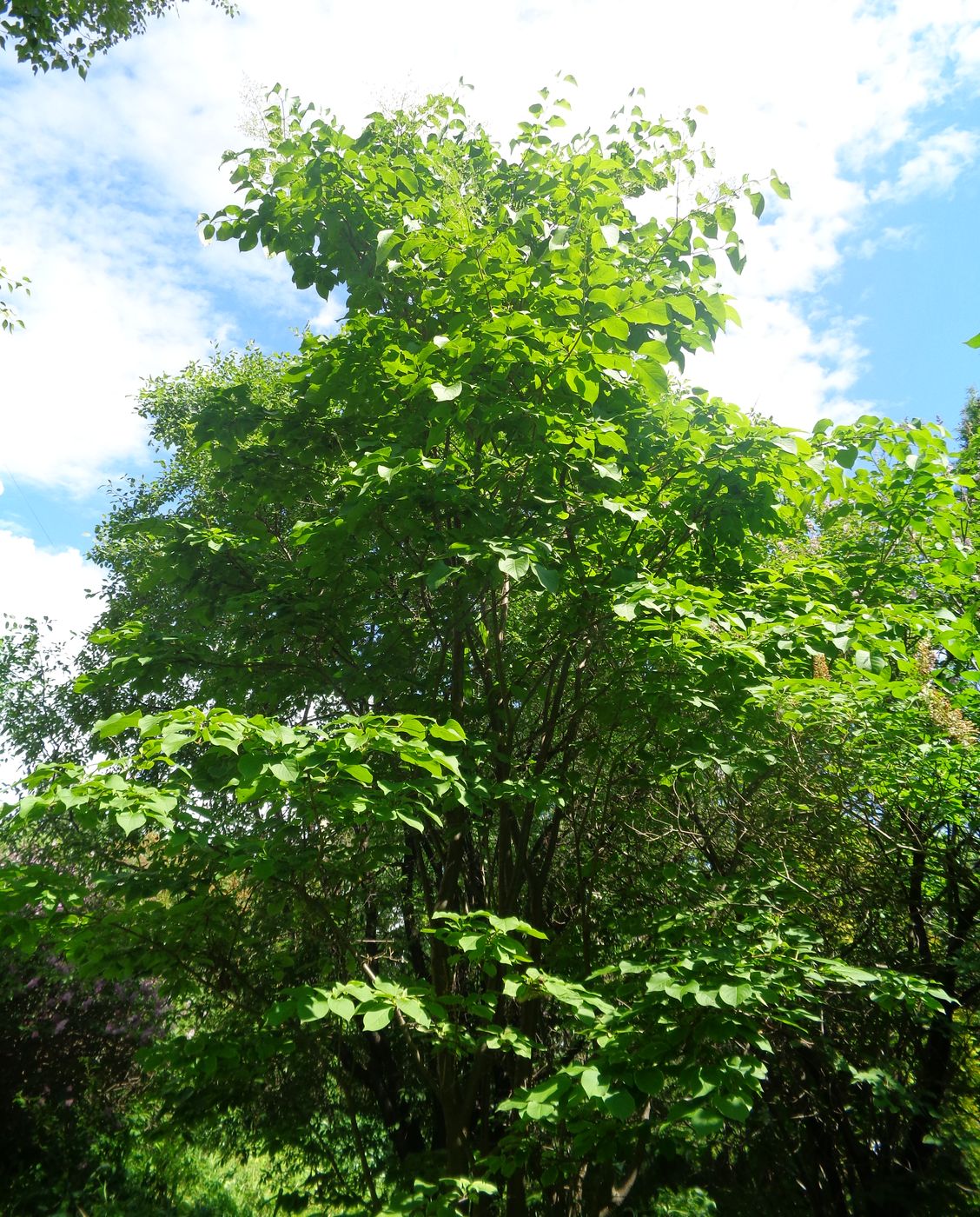 Image of Syringa amurensis specimen.