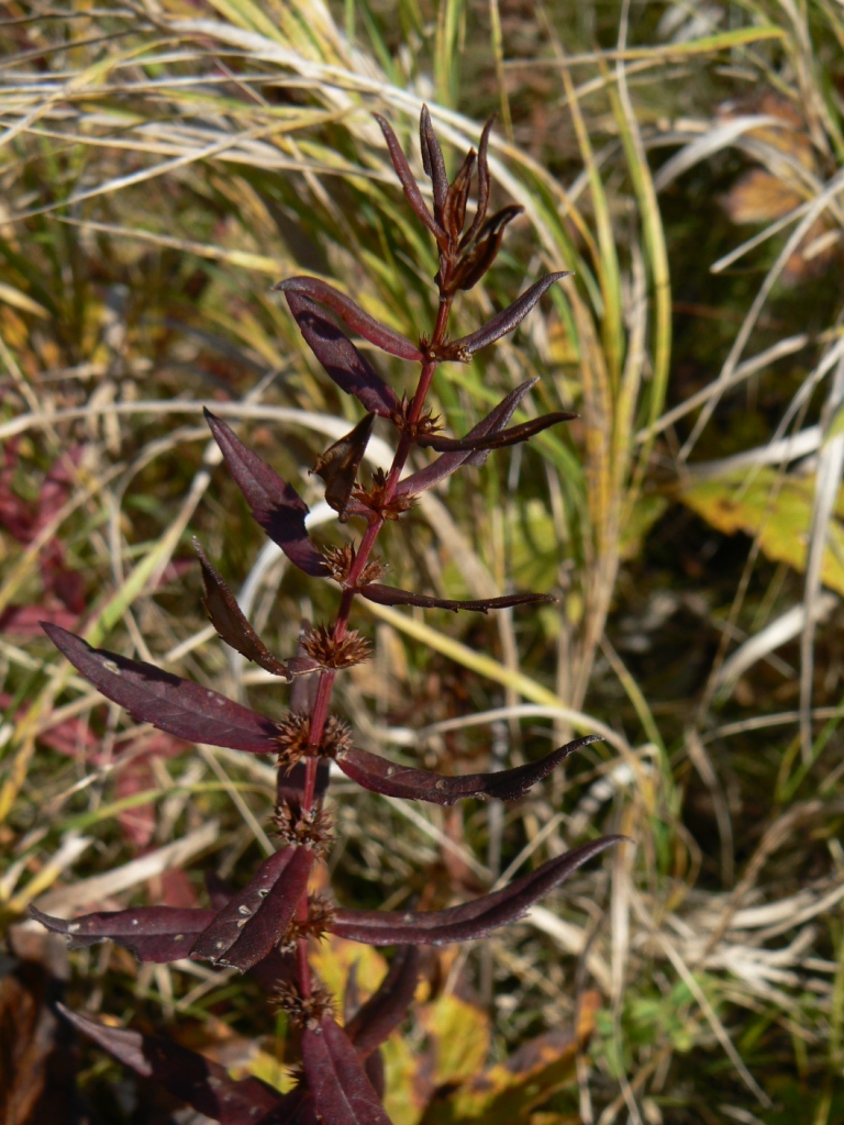 Image of Lycopus maackianus specimen.