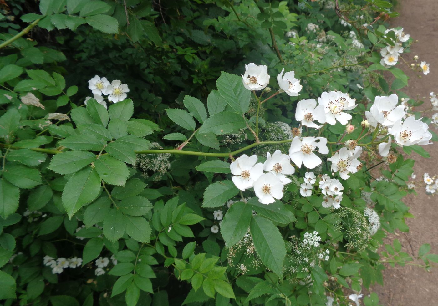 Image of Rosa multiflora specimen.