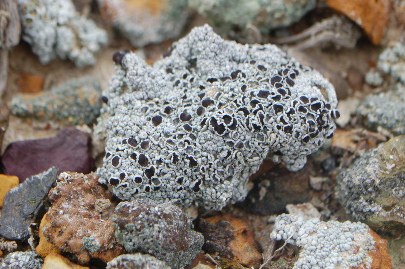 Изображение особи Lecanora argopholis.