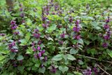 Lamium maculatum