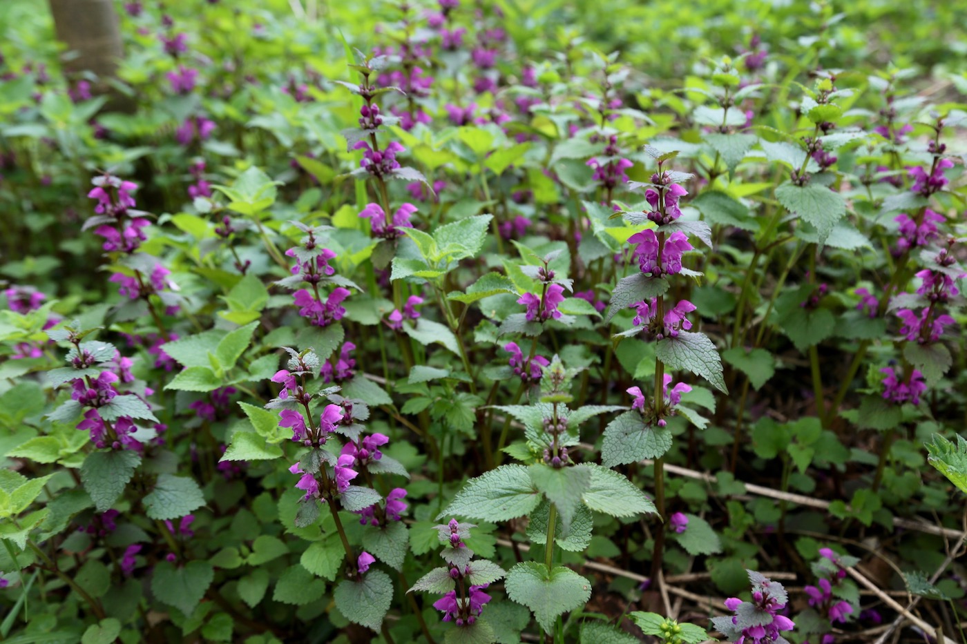 Image of Lamium maculatum specimen.