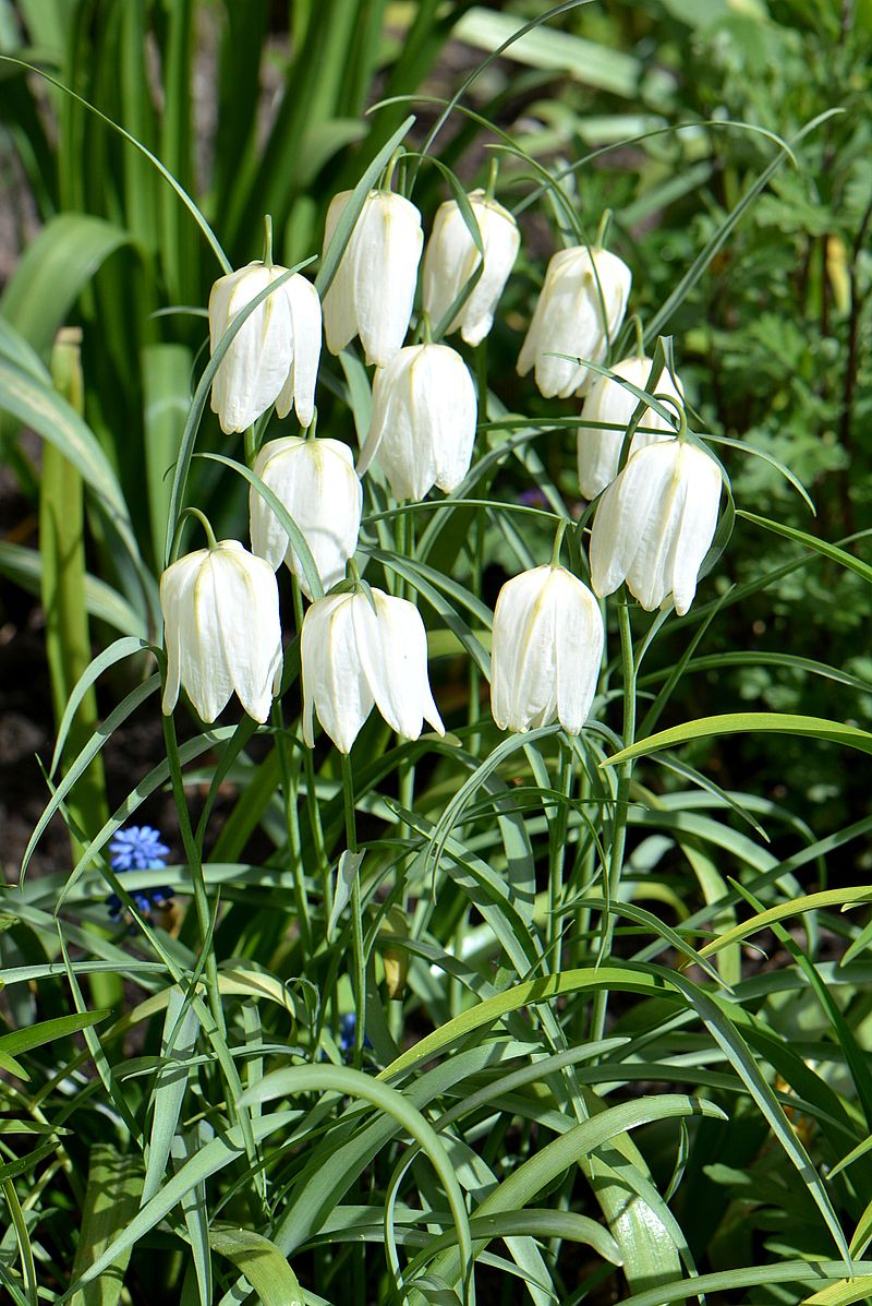 Image of Fritillaria meleagris specimen.